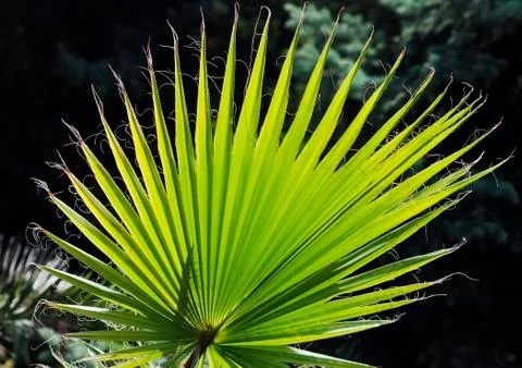 Palm frond Stock Photos