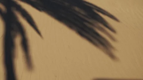 Palm Frond Shadow Over Sand Dune, Maspalomas, Gran Canaria Stock Footage 344481103