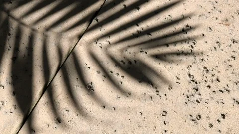 Palm Frond Shadow Stone Sidewalk Stock Footage 103950121