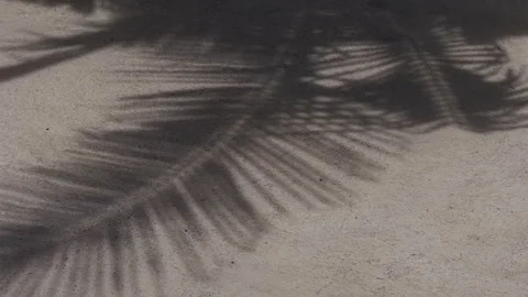 Palm Frond Shadows Fall Across Sunlit Sand, Creating a Tropical Nature Backgroun Stock Footage 343556875