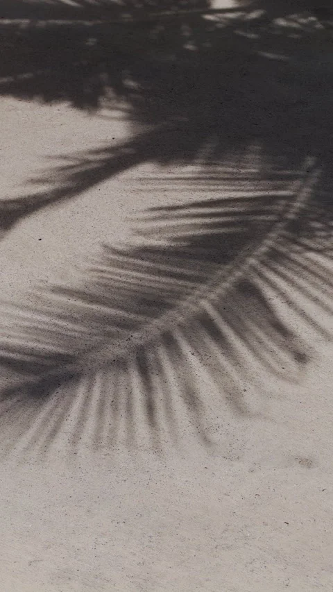 Palm Frond Shadows Fall Across Sunlit Sand, Creating a Tropical Nature Backgroun Stock Footage 343557486
