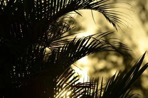 Palm Frond Silhouettes Stock Photos