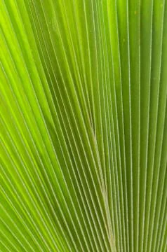 Palm Frond Texture Stock Photos