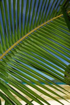 Palm frond on tropical beach Stock Photos