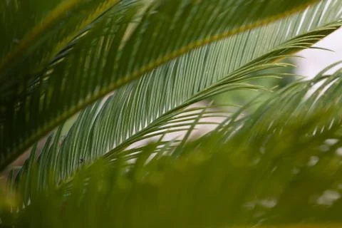Palm frond in the wind Stock Photos