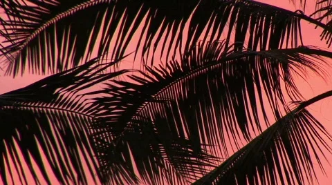 Palm Fronds Against a Pink Sunset on the Big Island of Hawaii 스톡 동영상 80053