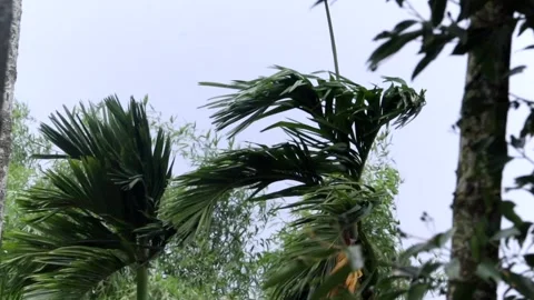 Palm fronds bending in strong wind during tropical weather conditions 스톡 동영상 336533043