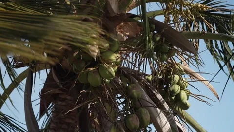 Palm Fronds Coconuts Close-Up Ocean Breeze Kenya Stock Footage 333217608
