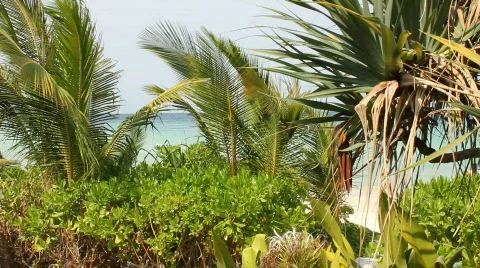 Palm Fronds  Stock Footage 664314