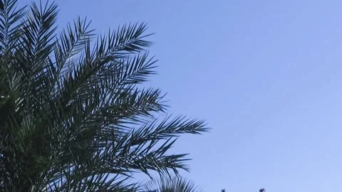 Palm fronds Stock Footage 234715738