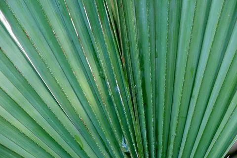 Palm fronds form a geometric pattern in sunlight Foto stock