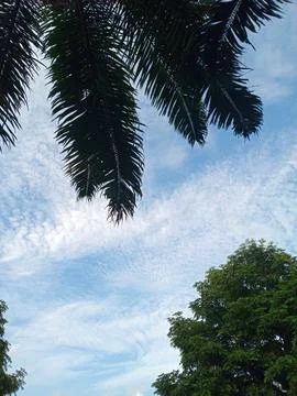 Palm fronds framing blue sky with clouds and green trees Foto stock
