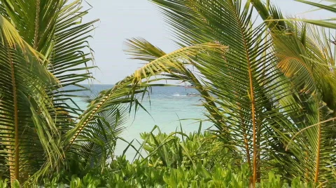 Palm Fronds Obscuring View of the Beach Stock Footage
