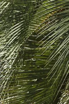 Palm fronds Stock Photos