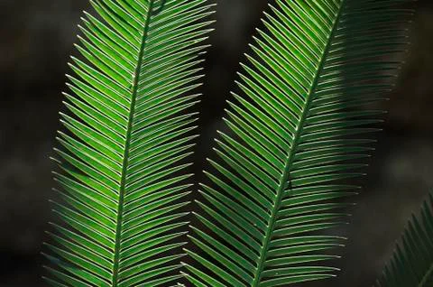 Palm fronds Stock Photos