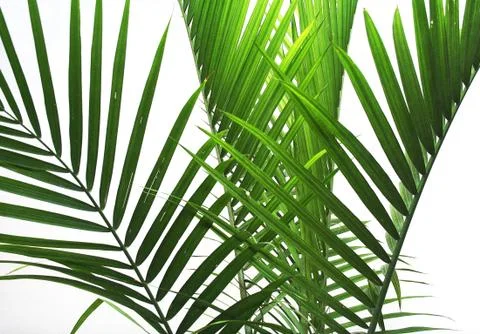 Palm fronds Stock Photos