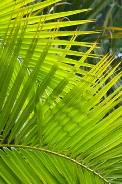 Palm fronds Stock Photos