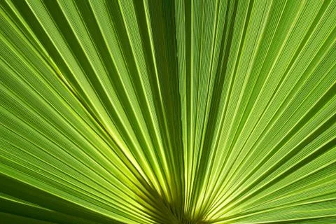 Palm fronds Stock Photos