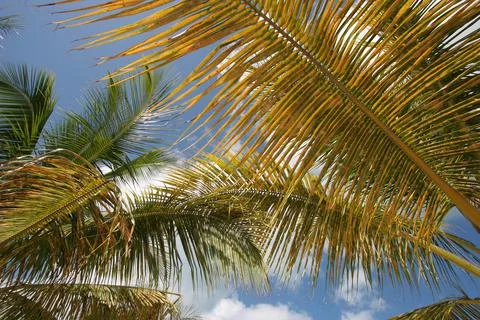 Palm fronds Stock Photos