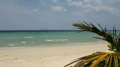Palm Fronds on a Remote Beach Stock Footage 664330