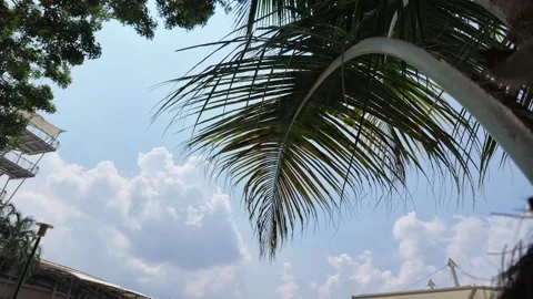 Palm fronds sway against a backdrop of blue skies, white clouds, and sunlight. Video stock 341466085