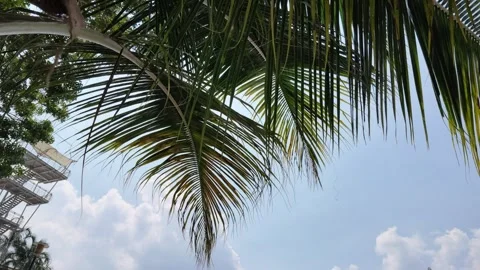 Palm fronds sway against a backdrop of blue skies, white clouds, and sunlight. Vidéo 341466087