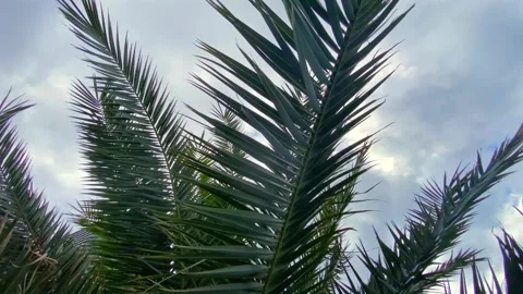Palm fronds swaying low angle against an overcast sky Stock Footage 345361700
