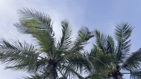 Palm Fronds Swaying in Wind, Blue Sky, Horizontal 4K Stock Footage 340176616