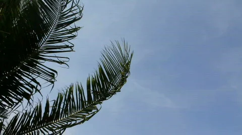 Palm Fronds in the Wind Stock Footage 664257