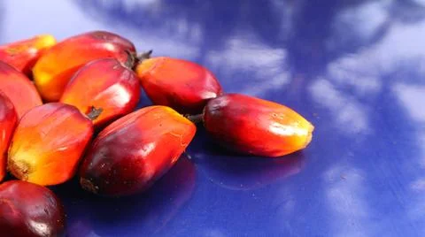 Palm fruit on a blue background 스톡 사진