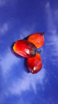 Palm fruit on a blue background 写真素材