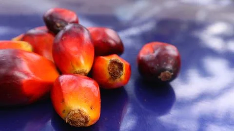 Palm fruit on a blue background 스톡 사진