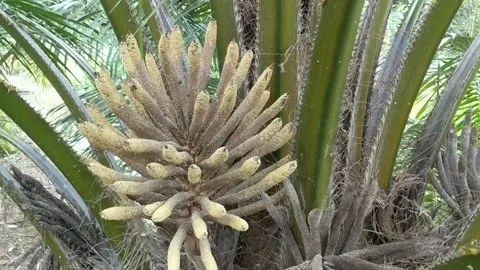 Palm fruit flowers Video stock 229067208