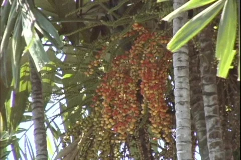 Palm Fruit 스톡 동영상 282748
