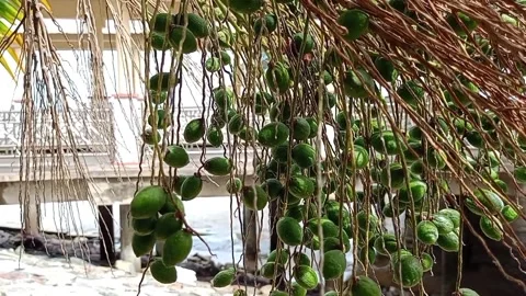 Palm fruit Stock Footage 276102099