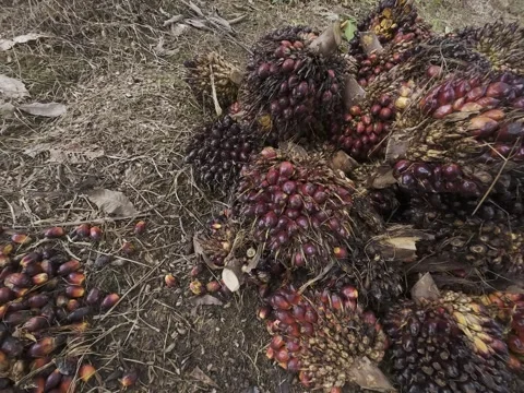 Palm fruit Stock Footage 311933160