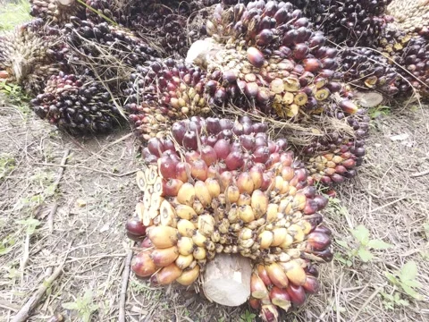 Palm fruit Stock Footage 311933167