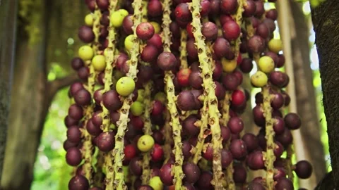 Palm Fruit Growing on a Tree in Mauritius 库存影片 140621943