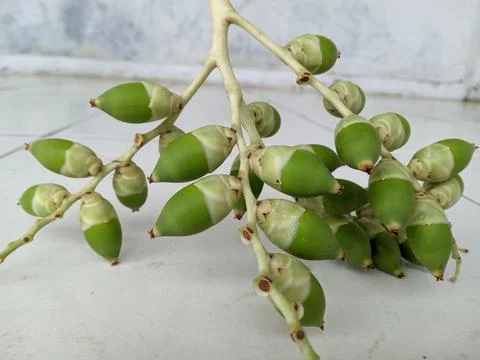 Palm fruit has an edible outer layer Foto stock