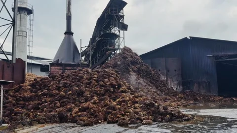 Palm Fruit Palm Oil Mill Industry Stock Footage 336299666