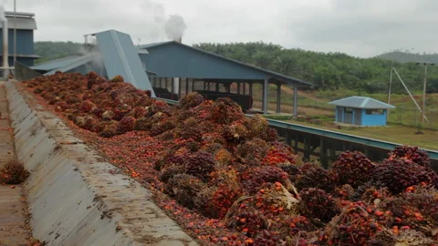 Palm Fruit At Palm Oil Processing Plant, Indonesia Stock Footage 142913932