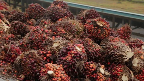 Palm Fruit At Palm Oil Processing Plant, Indonesia Stock Footage 142913960