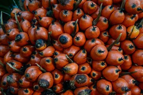 Palm fruit Stock Photos