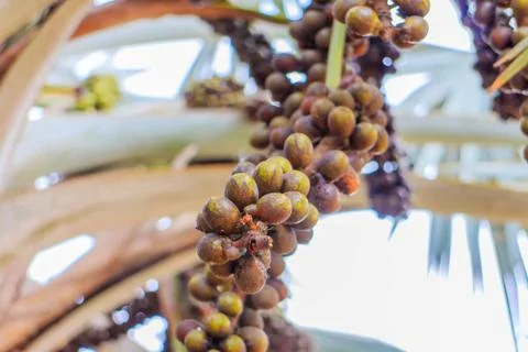 Palm fruit Stock Photos