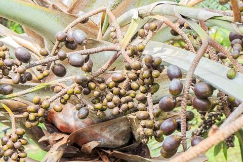 Palm fruit Stock Photos