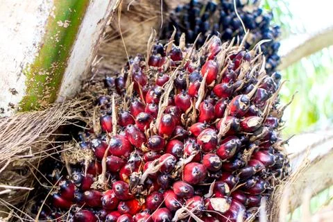 Palm fruit Stock Photos