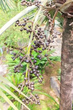 Palm fruit Stock Photos