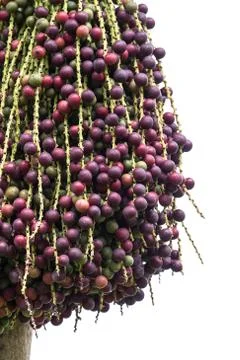 Palm fruit Stock Photos