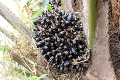 Palm fruit Stock Photos