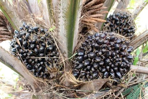 Palm fruit Stock Photos